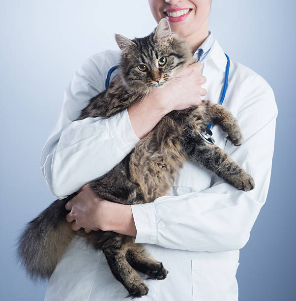 FeLV New Treatment options for cats